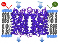 Aquaporin-based Membranes
